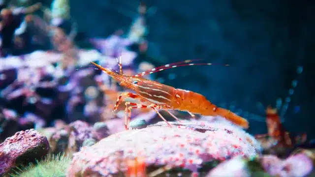 is aquarium salt safe for shrimp