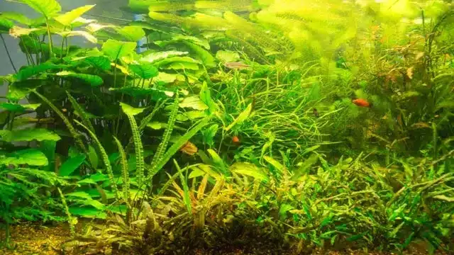 Is Blue Light Good for Aquarium Plants? Discover the Benefits and Tips for Optimal Growth