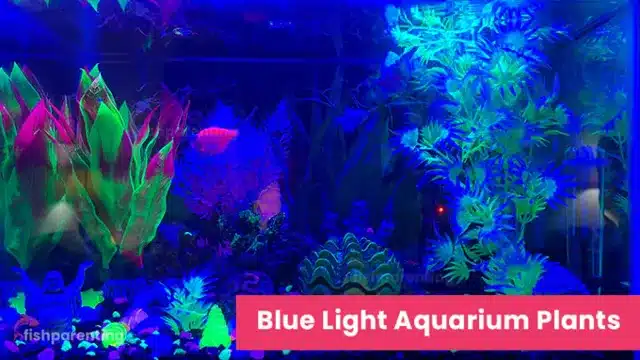 is blue light good for aquarium plants