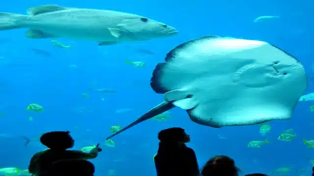 is georgia aquarium ethical