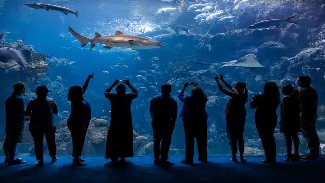 Is the Florida Aquarium Indoors? Discover the Perfect Place for Year-Round Family Fun