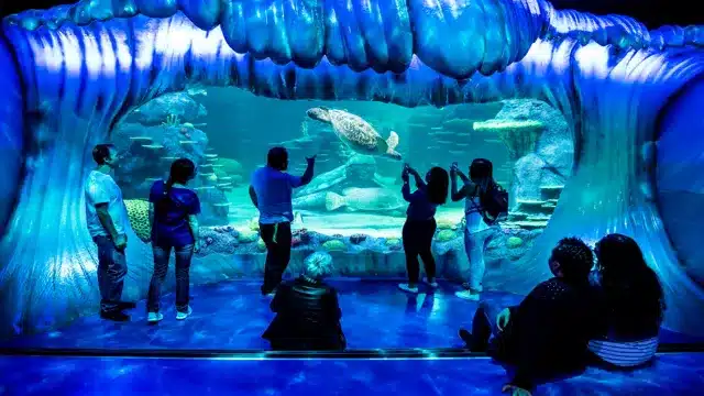 Is There Free Parking at the Aquarium? Your Ultimate Guide to Finding Free Parking Options.