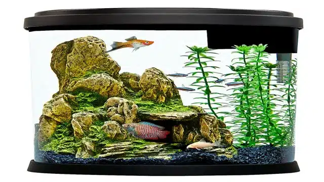 Is Top Fin a Good Aquarium Choice for Your Fish Tank Needs?