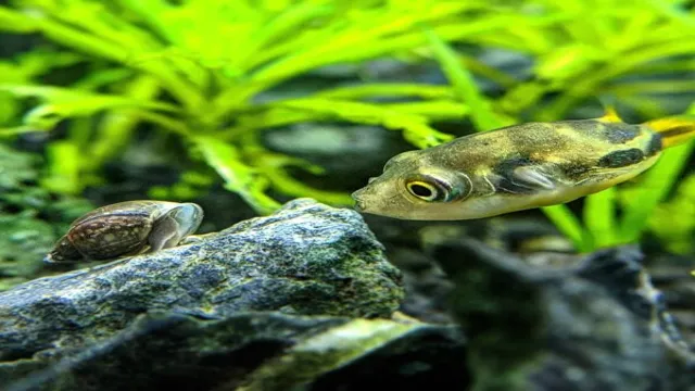 what aquarium fish eat snails