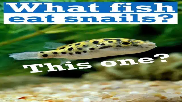 What aquarium fish eat snails? A comprehensive guide to snail-destroying fish