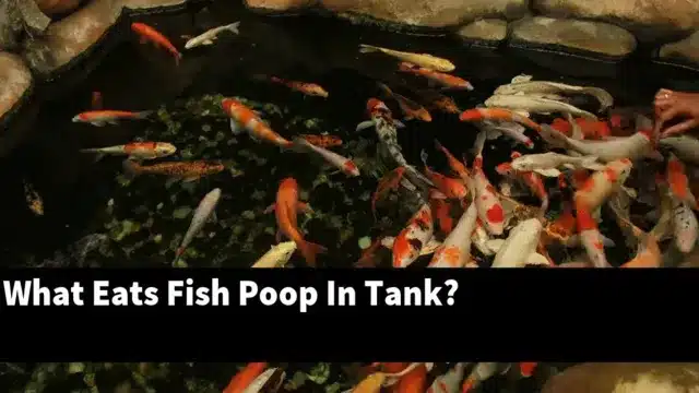 what eats fish poop in aquarium