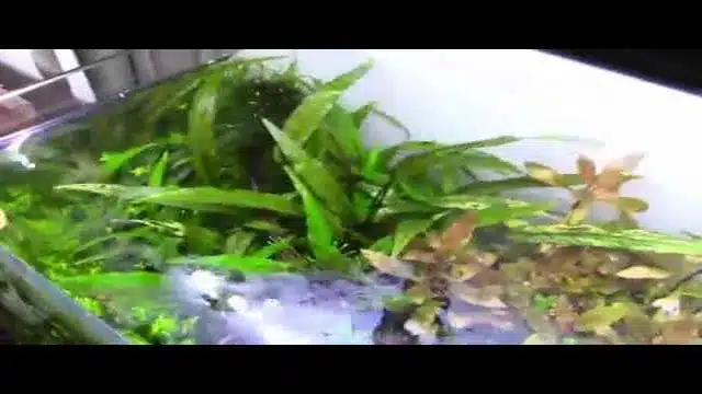 what is biofilm in aquarium