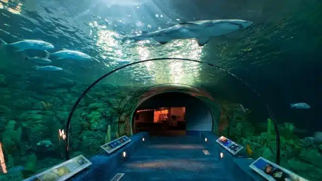 What is the Best Aquarium in Texas for an Unforgettable Underwater Adventure?