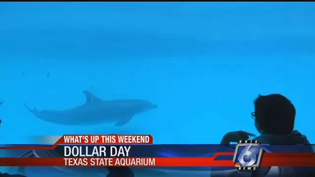 When is Dollar Day at Texas State Aquarium 2022? Save Money on Spectacular Marine Life!