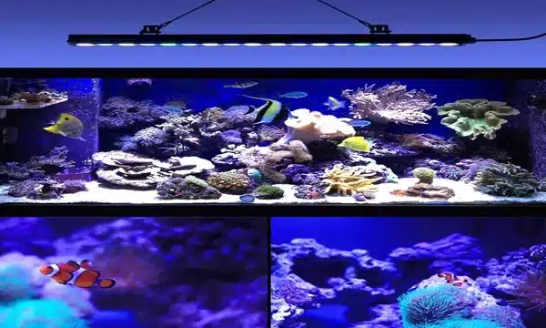 When to Use Blue Light in Aquarium: A&hellip;