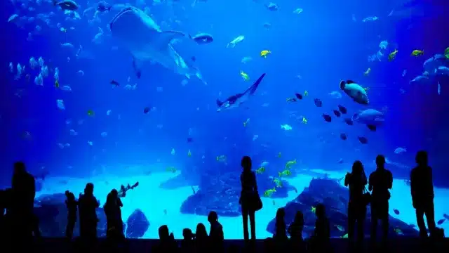 Where Do You Park for the Seattle Aquarium? Tips and Options Explained