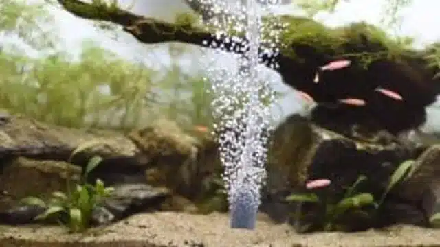 Where to Place Air Stone in Aquarium: Tips and Tricks for Better Aeration