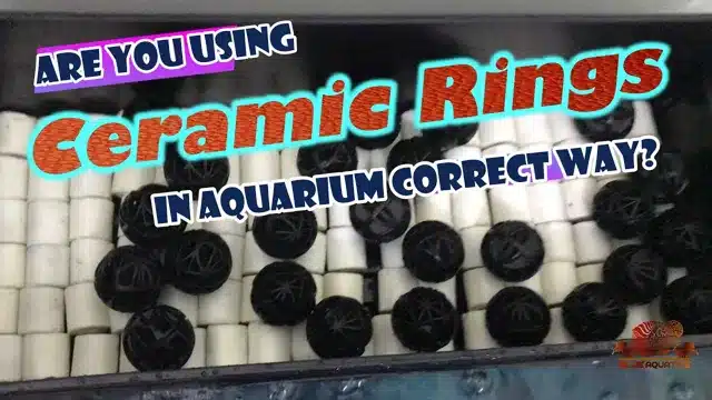 Where to Put Ceramic Rings in Top Fin Aquarium for Optimal…