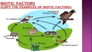 which example is a biotic factor of an aquarium environment