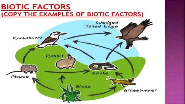 Which Example is a Biotic Factor of an Aquarium Environment: A Comprehensive Guide