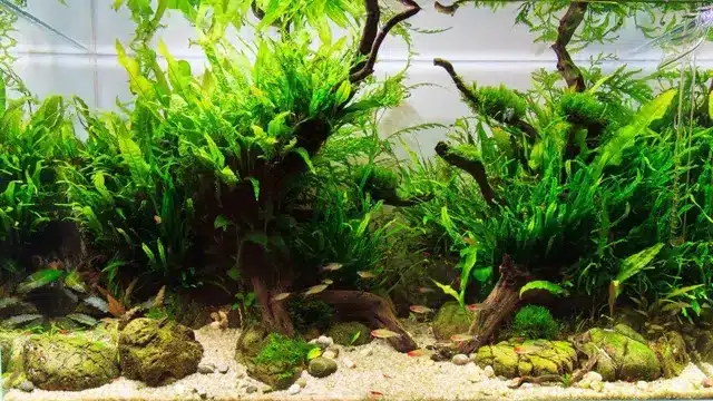 Why Are My Aquarium Plants Melting? An In-depth Look at the Causes and Solutions