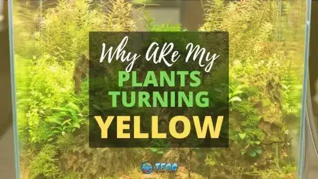 why are my aquarium plants turning yellow