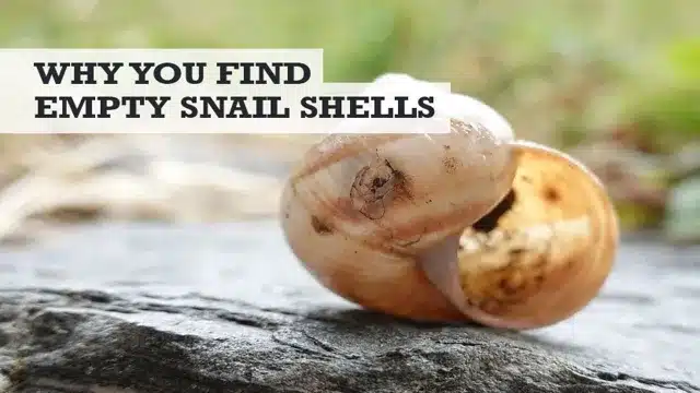 Why Are There Empty Snail Shells in my Aquarium? Understanding the Role of Snails in Your Tank.