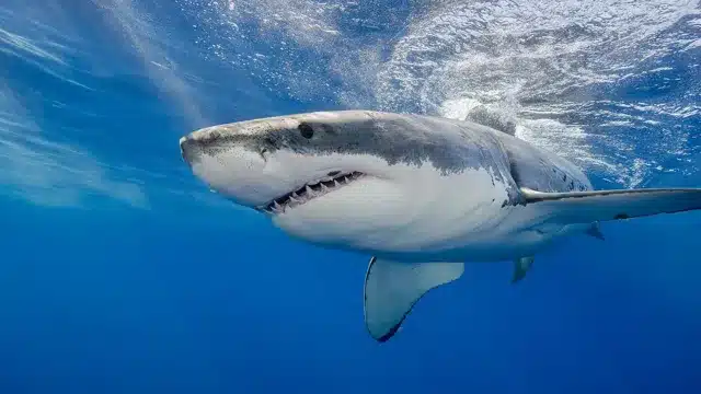 Why Are There No Sharks at the New England Aquarium? Exploring the Surprising Reasons