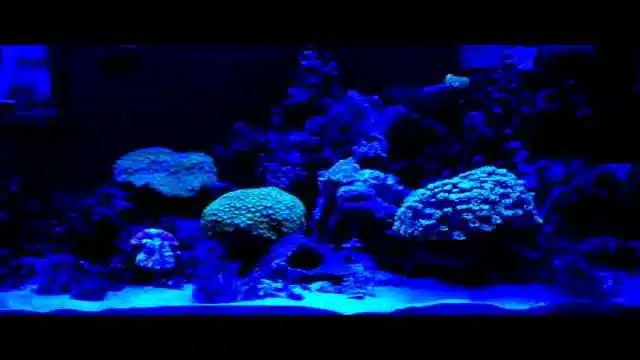 why do aquariums have blue lights