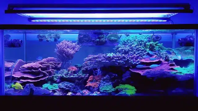 Why Do Aquariums Have Blue Lights: The Science Behind This Popular Practice