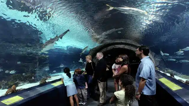 Why is Atlantic City Aquarium closed? An in-depth explanation