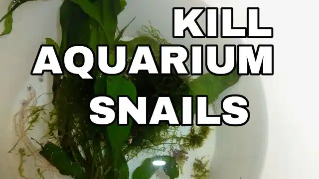 will aquarium salt kill snails