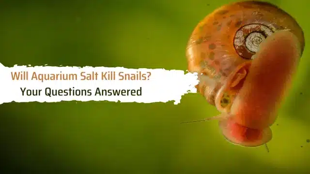 Will Aquarium Salt Kill Snails? Understanding the Effects of Aquarium Salt on Snails