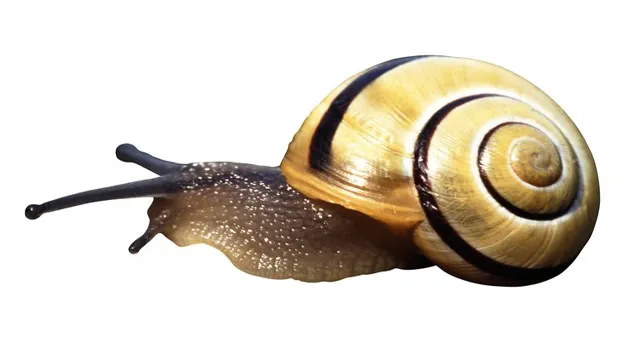 will vinegar kill aquarium snails