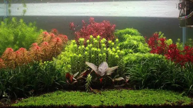 how often to dose aquarium fertilizer