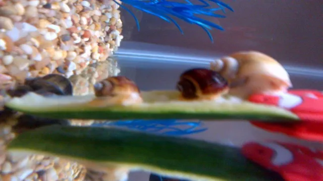 how often to feed aquarium snails