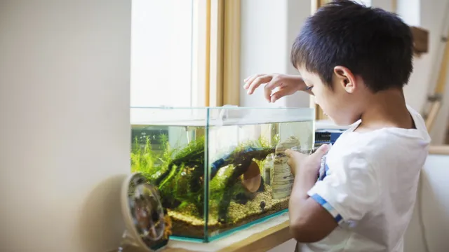 How Often to Feed Fish in Aquarium: A Comprehensive Guide for Optimum Health