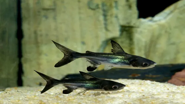 how often to feed freshwater aquarium fish
