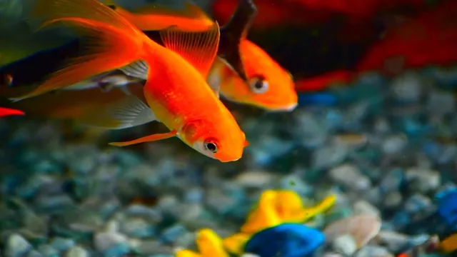 how often to feed goldfish in aquarium