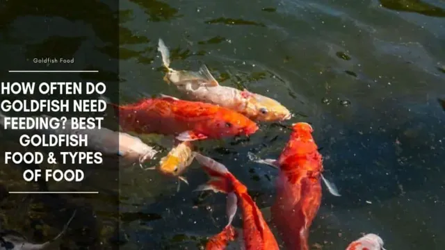 How Often to Feed Goldfish in Aquarium: Tips for a Healthy Diet