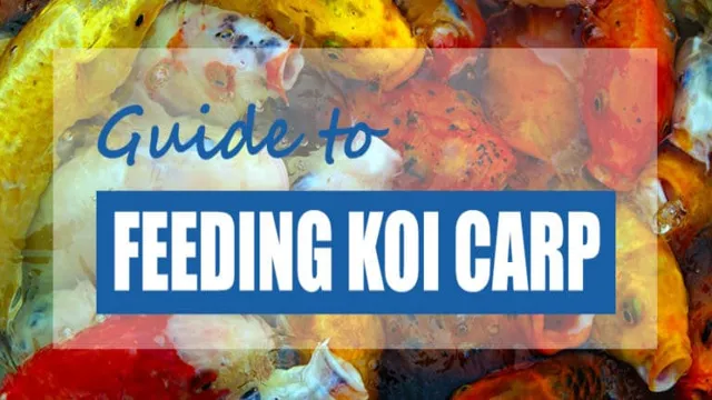 how often to feed koi in aquarium