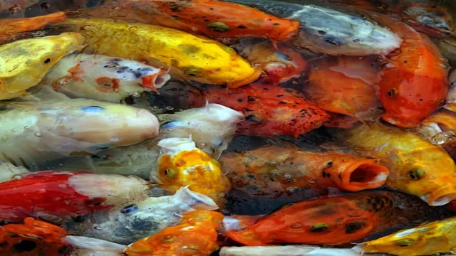 How Often to Feed Koi in Aquarium: A Complete Guide for Beginners