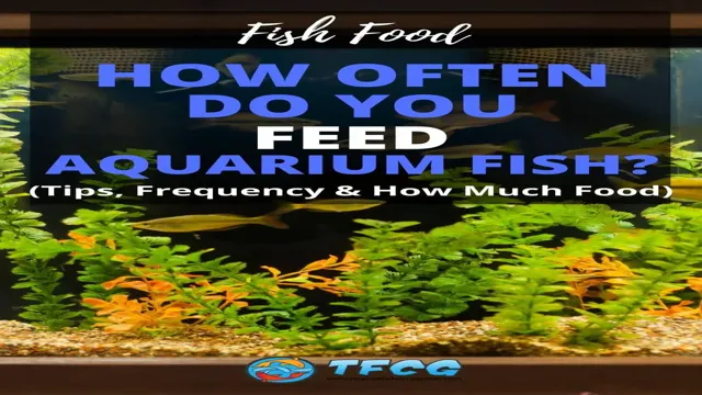 How Often to Feed Marine Aquarium: A Beginner’s Guide to Feeding Schedule