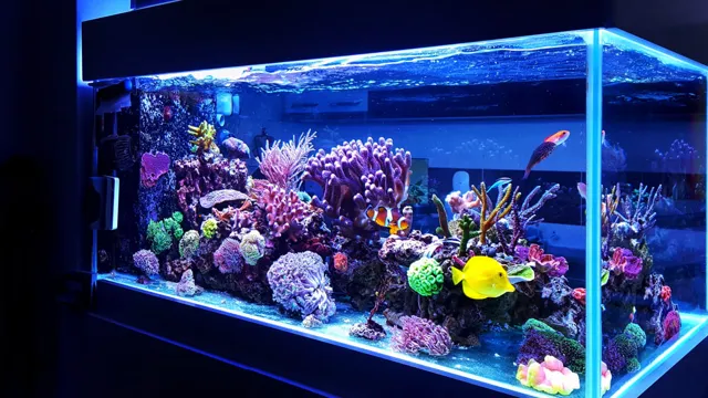 How often to feed saltwater aquarium fish: A comprehensive guide