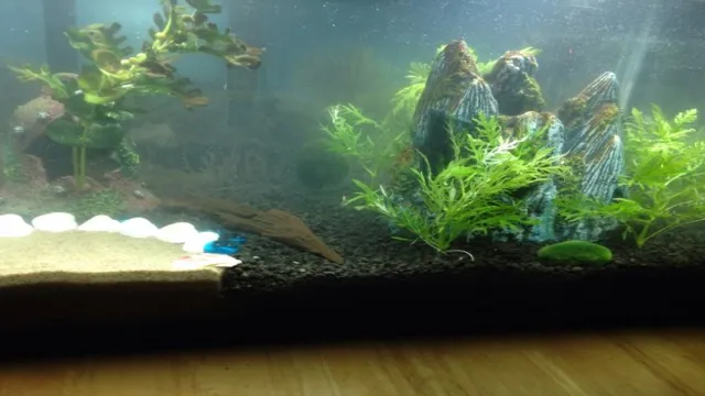 how often to partial water with cloudy aquarium