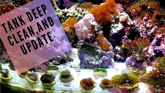 How Often to Replace Aquarium Water: The Ultimate Guide to Water Changes