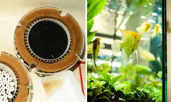 How Often to Replace Carbon in Aquarium: A&hellip;