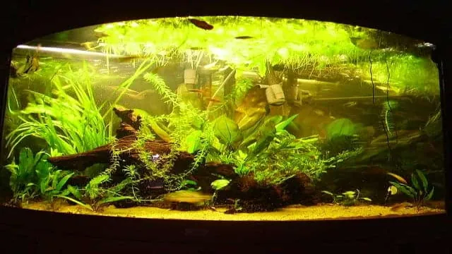 How Often to Replace Water in Aquarium: The Ultimate Guide for Aquarium Owners