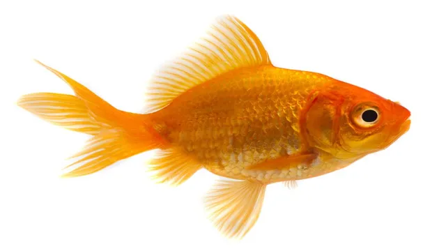 how often to use aquarium salt for goldfish