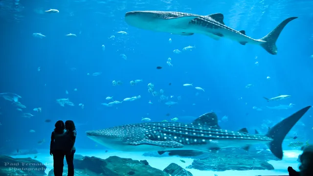 how old are the georgia aquarium whale sharks