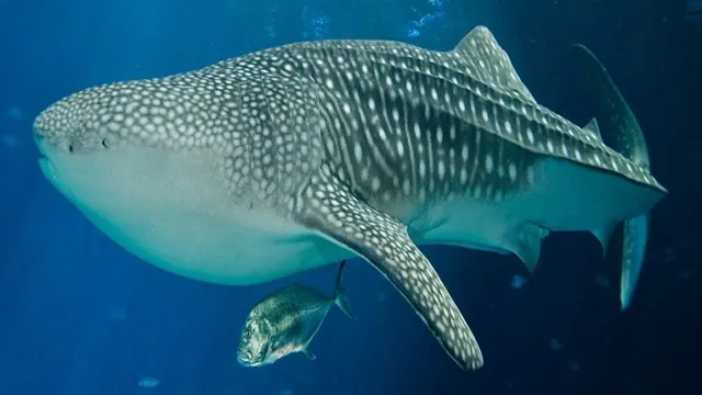 How Old Are the Whale Sharks at Georgia Aquarium: Facts about their Age and Lifespan