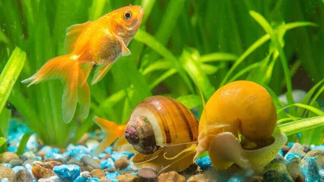 how old do freshwater aquarium snails reproduce