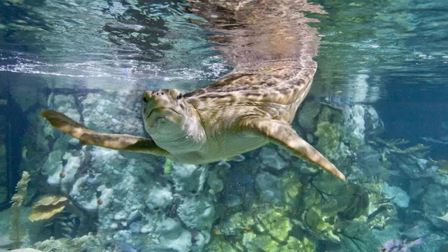 How Old is Nickels the Turtle at Shedd Aquarium 2018: Exploring the Lifespan of this Beloved Reptile