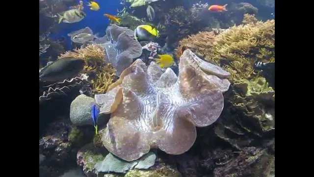 How Old is the Giant Clam at the Honolulu Aquarium? A Fascinating Exploration!