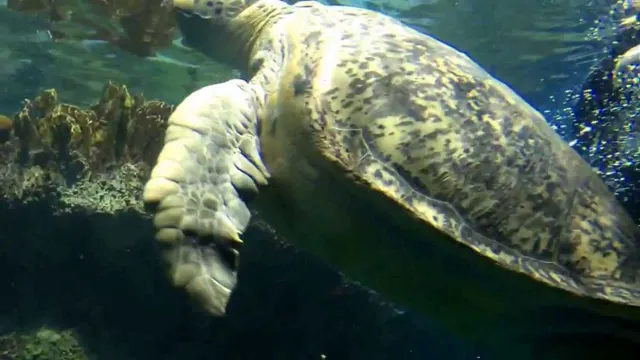 how old is the turtle at the boston aquarium